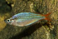 Melanotaenia rubrivittata