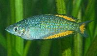 Melanotaenia splendida