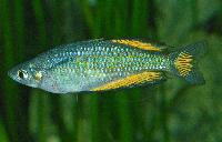 Melanotaenia splendida