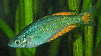 Melanotaenia splendida