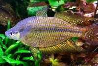 Melanotaenia splendida