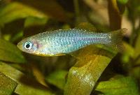 Pseudomugil reticulatus