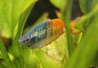 Melanotaenia boesemani