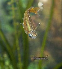 <i>Pseudomugil gertrudae</i>