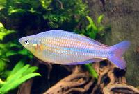 Melanotaenia ogilbyi