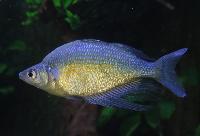 Glossolepis wanamensis