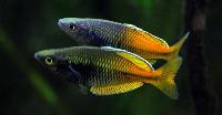 Melanotaenia boesemani