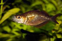 Glossolepis incisus