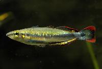 Bedotia madagascariensis
