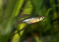 Iriatherina werneri