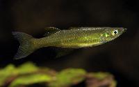 Iriatherina werneri