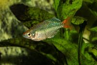 Melanotaenia sp. 'Kali Tawa'