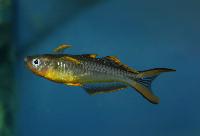 Pseudomugil furcatus