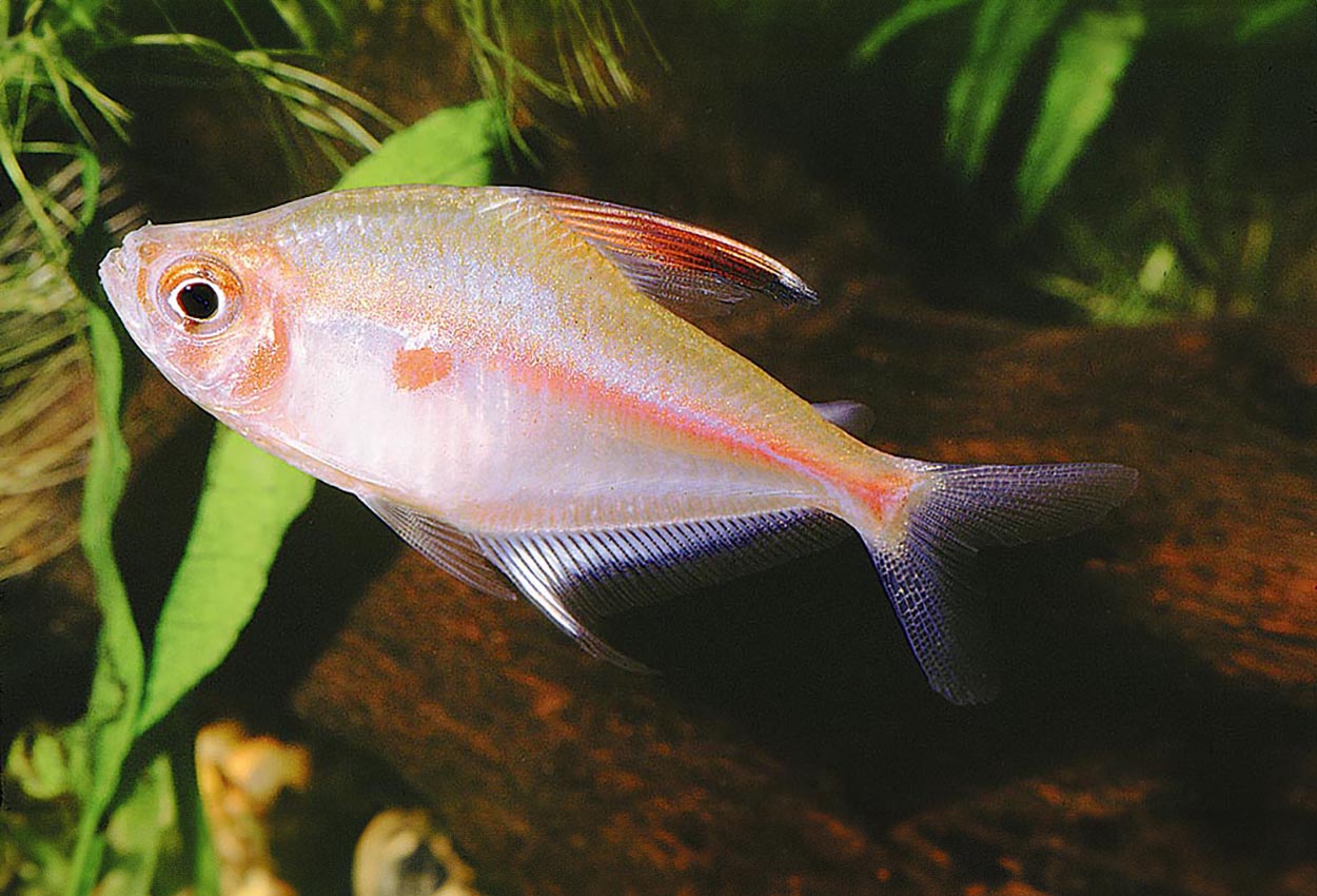 Dolkstikktetra 