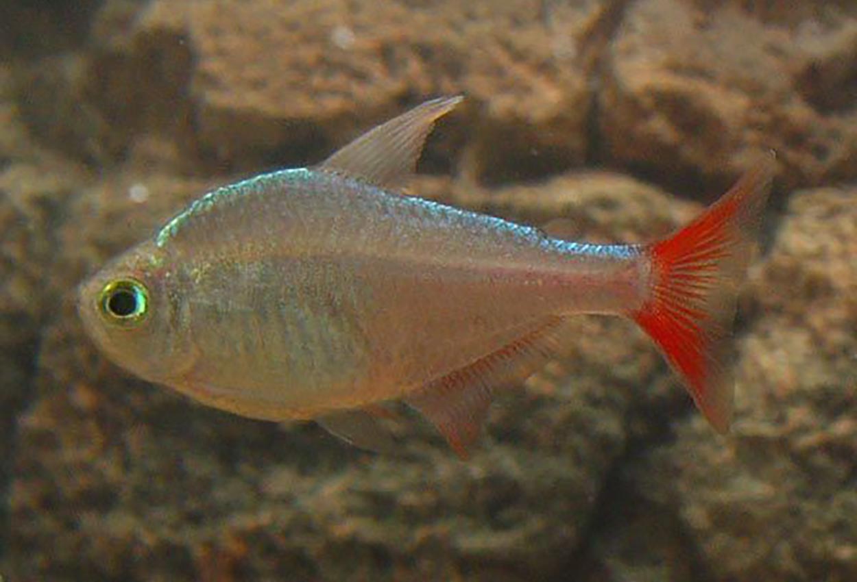 Colombia tetra, opal tetra