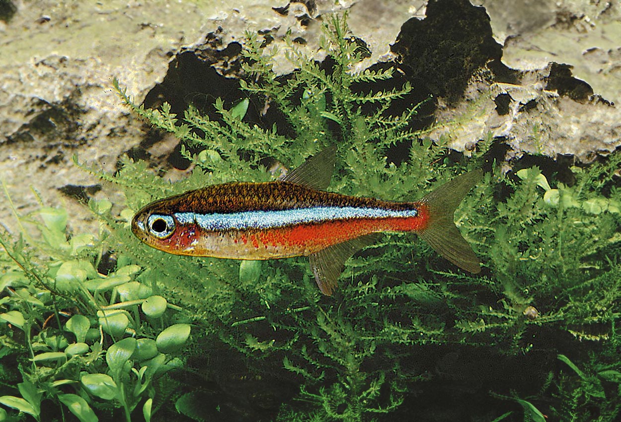 Grønn neontetra