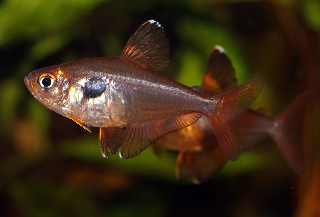 Rød fantomtetra