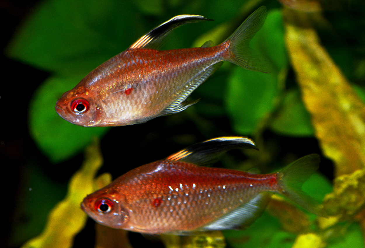 Rødrygget tetra