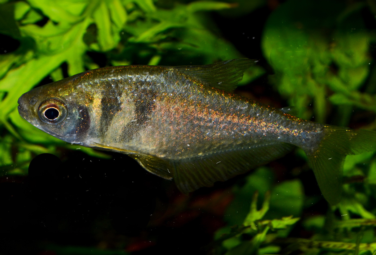 Gul tetra, messingtetra