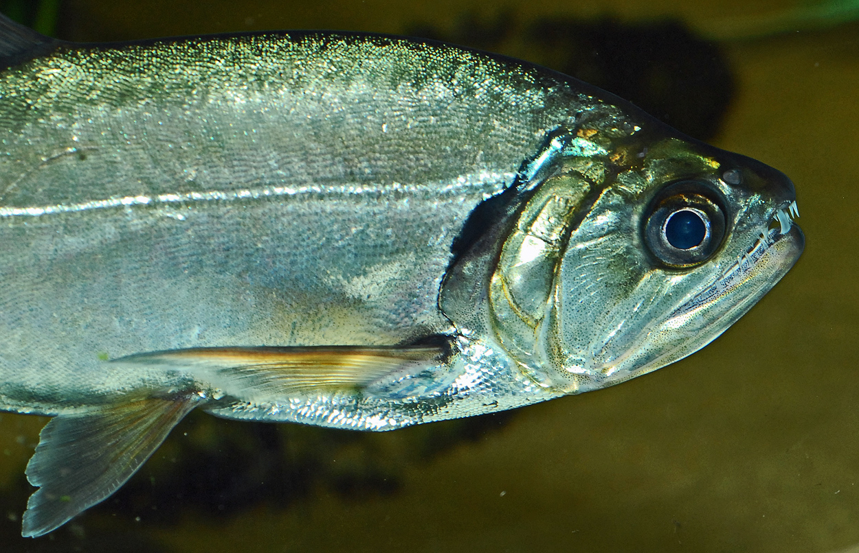 Hydrolycus scomberoides
