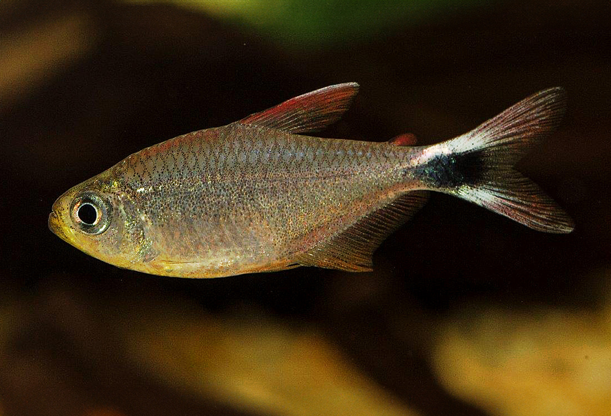 Junior/robustulus tetra