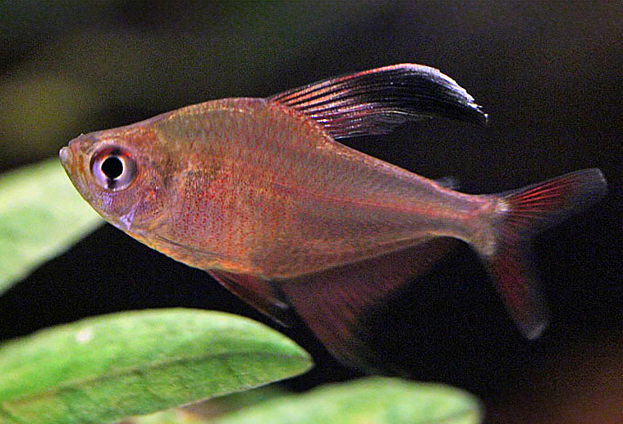 Robertsite tetra 