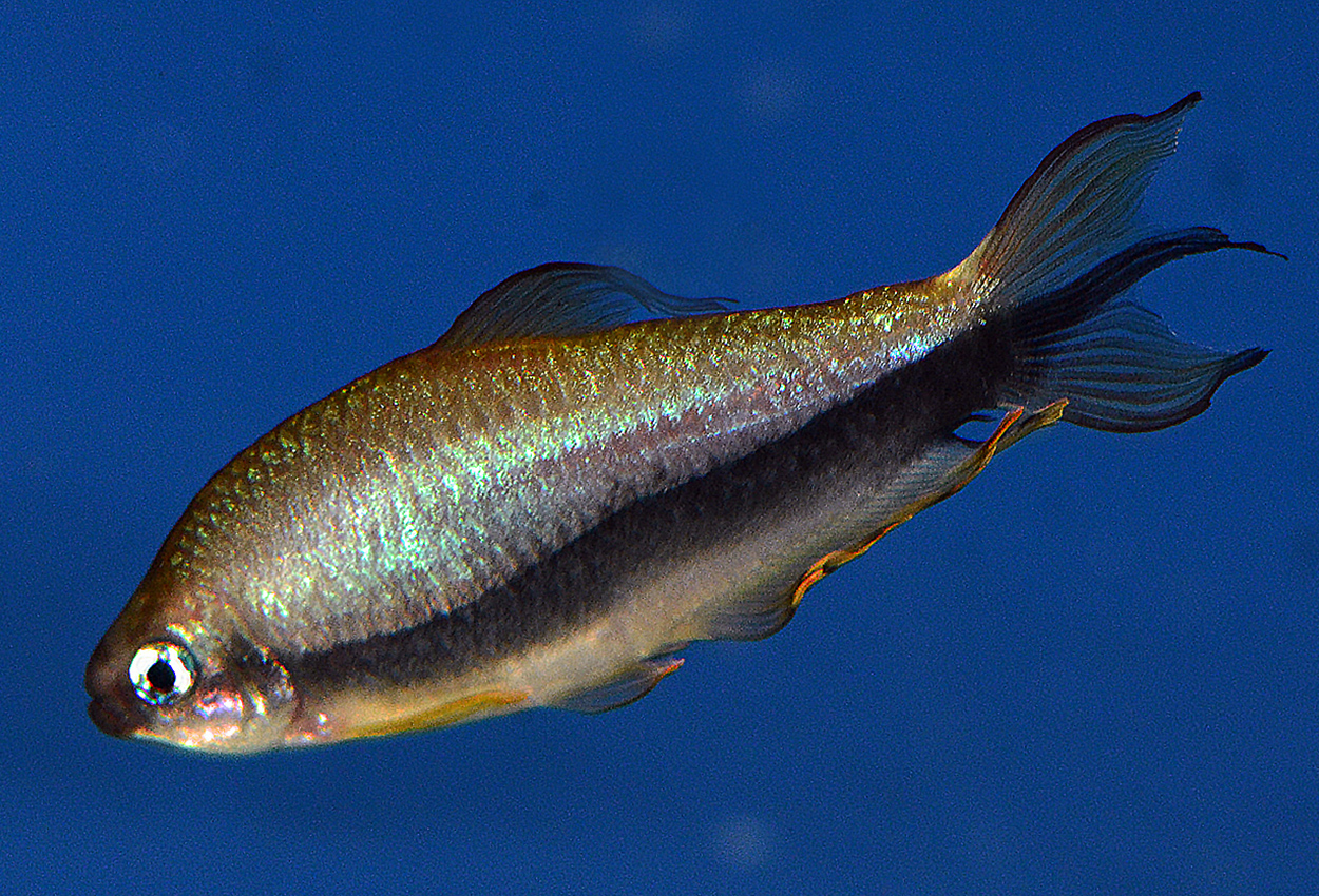 Peruansk keiser, Perutetra