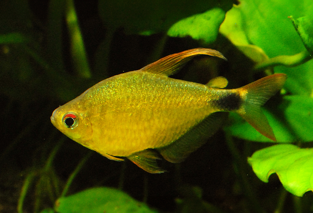 Kitty Tetra