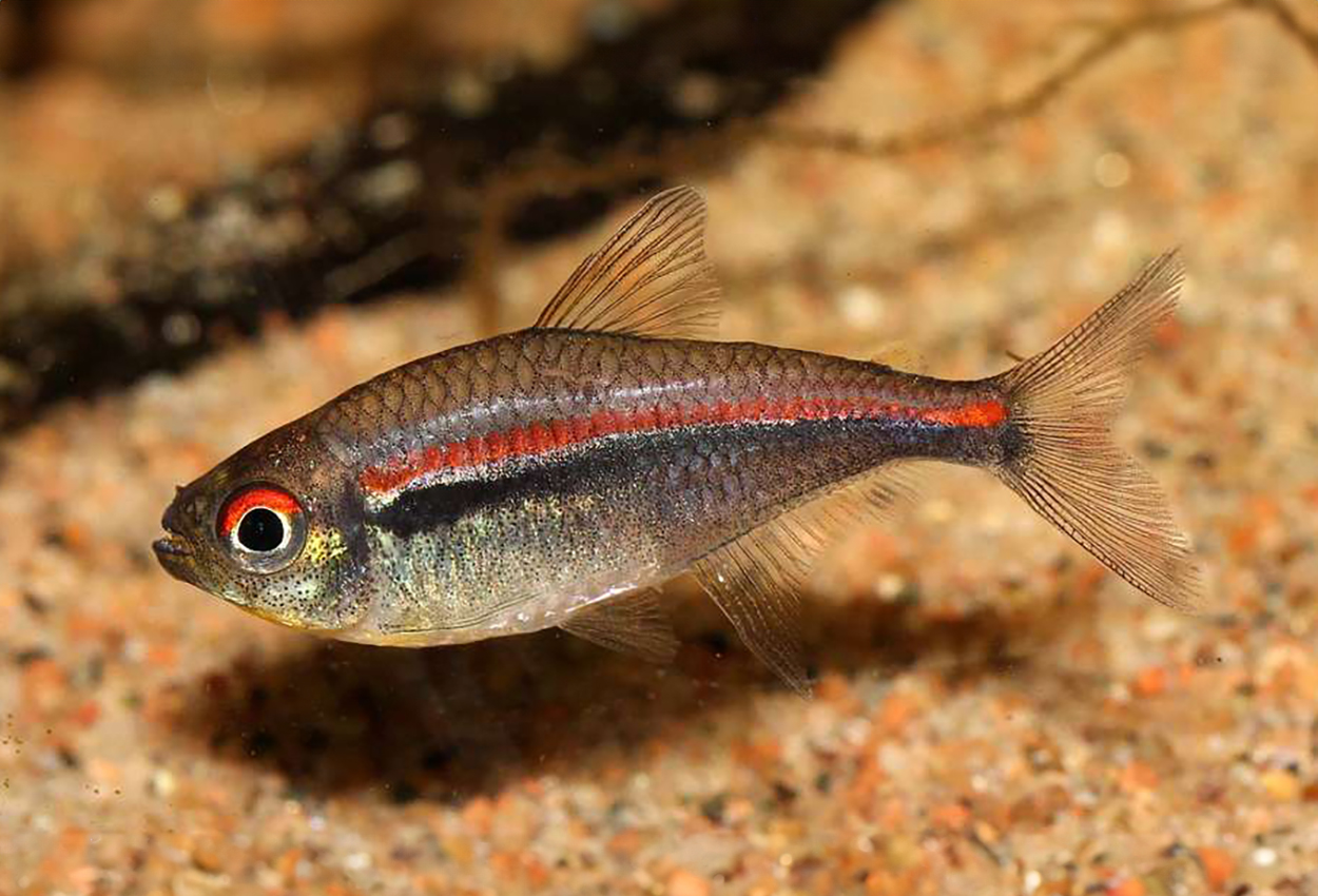 Amapa  tetra