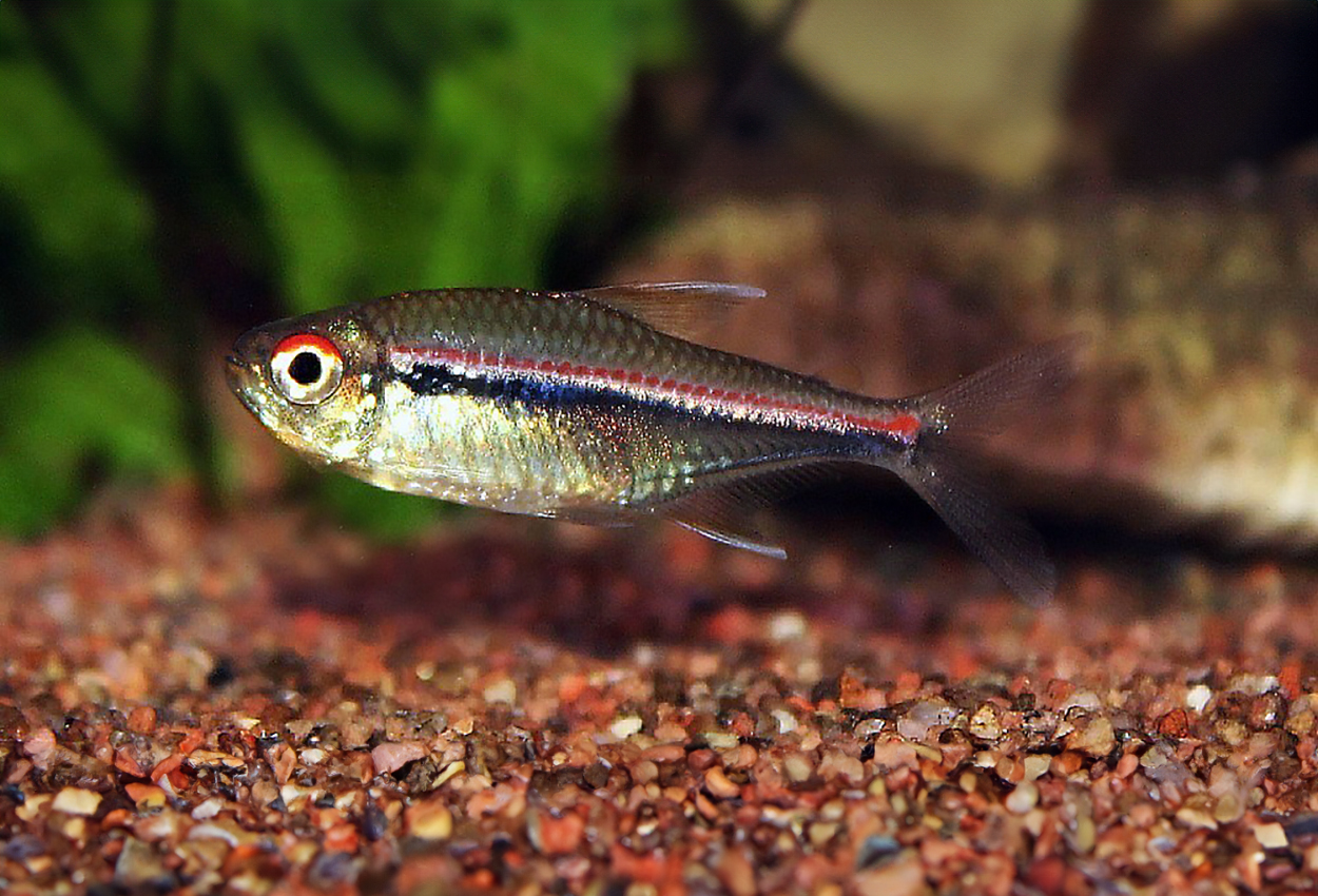 Flaggtetra