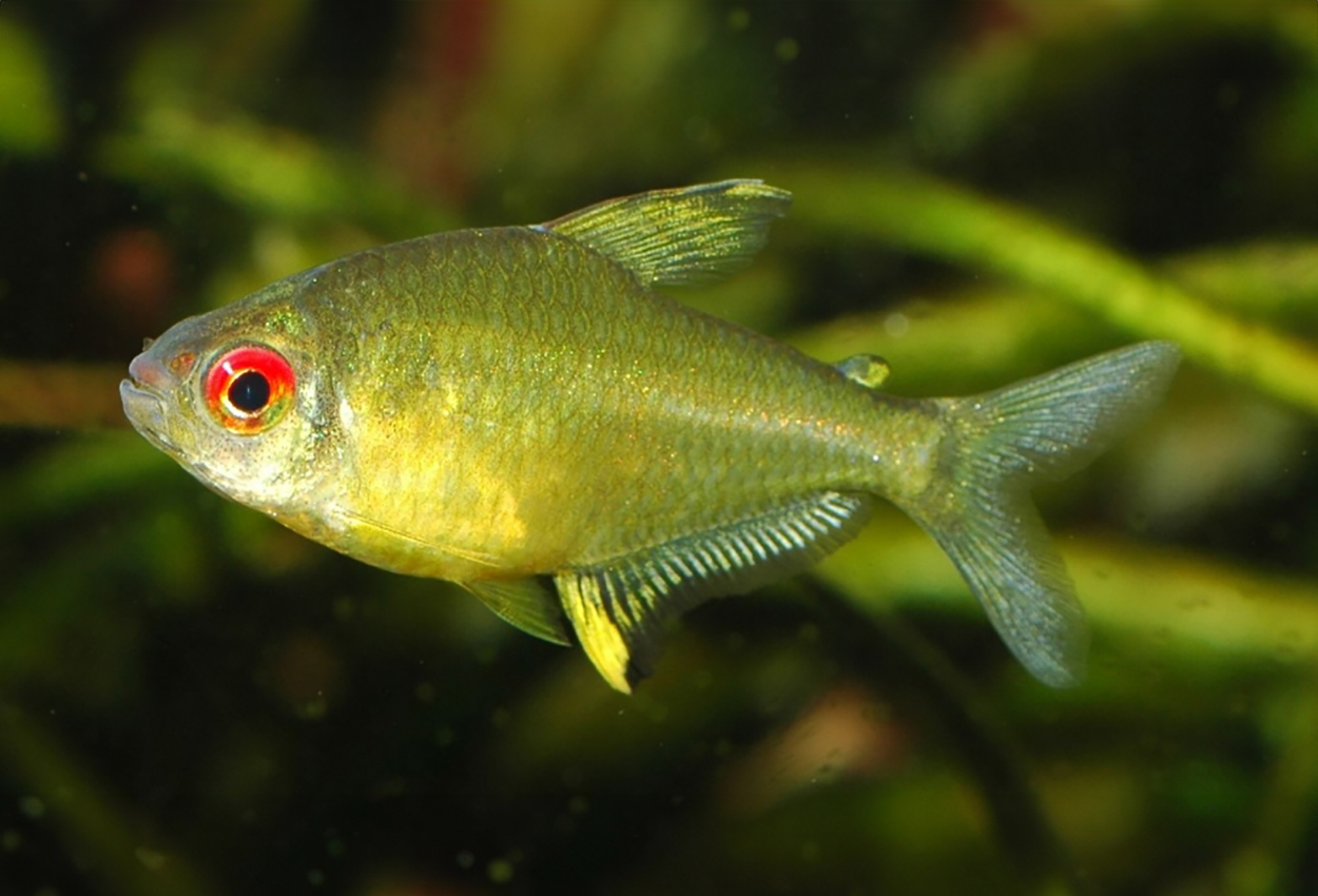 Sitrontetra