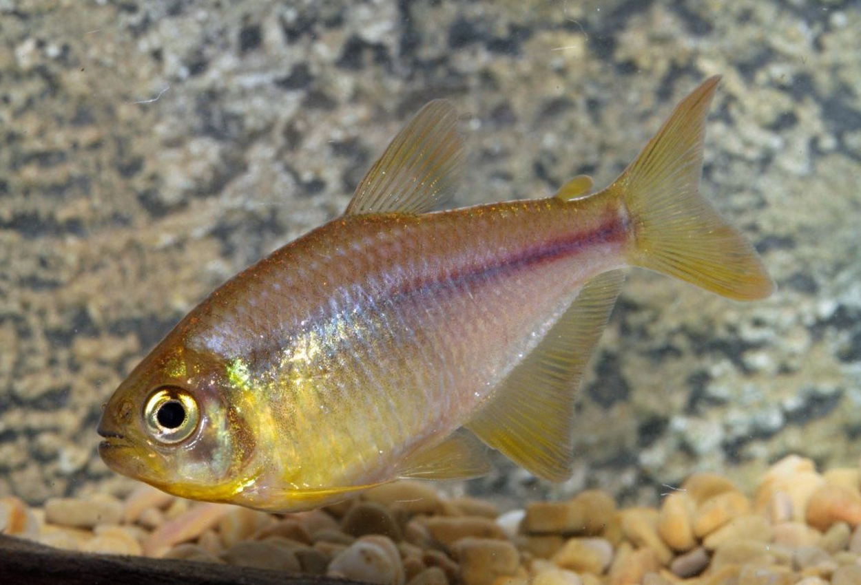 Rosa limonade tetra