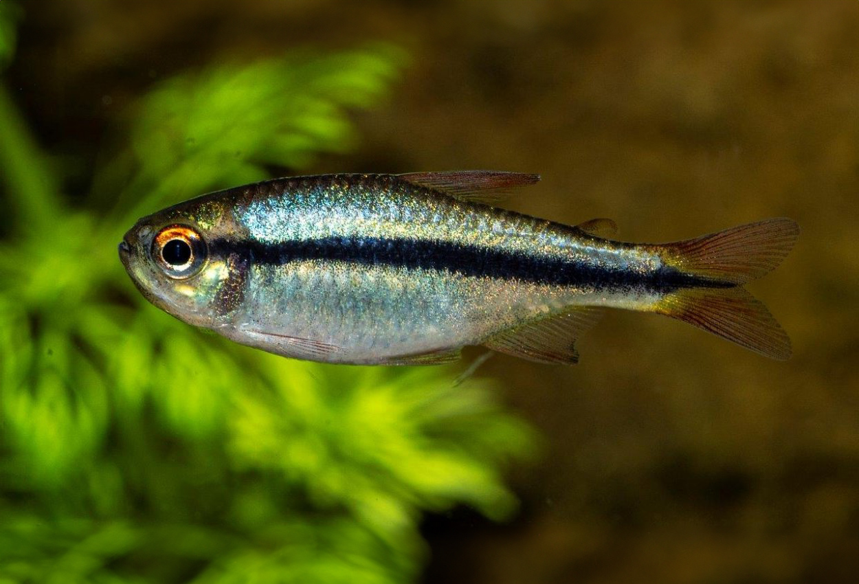 Lapis tetra