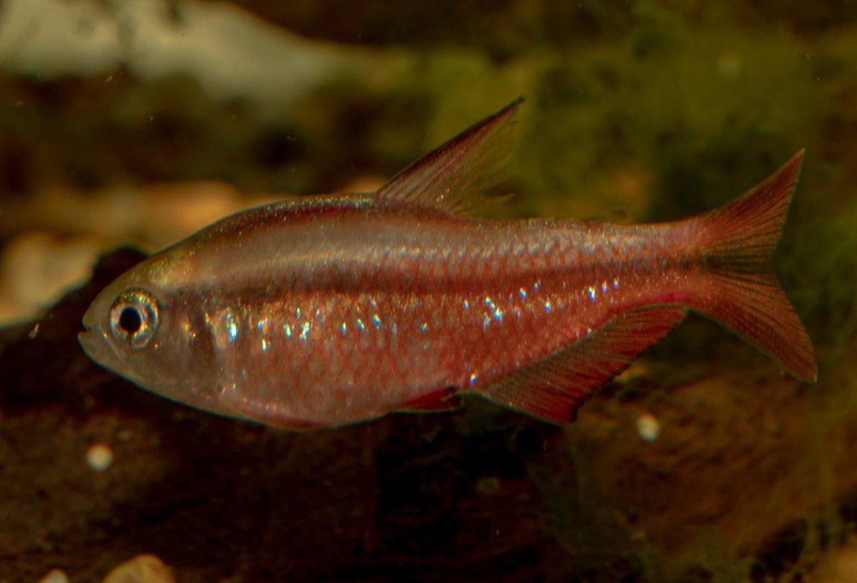 Rød djevel tetra