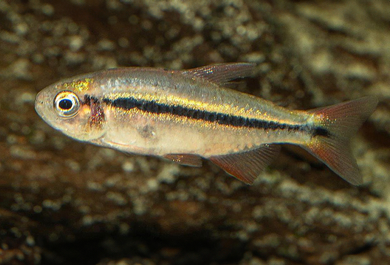 Rød djevels tetra 