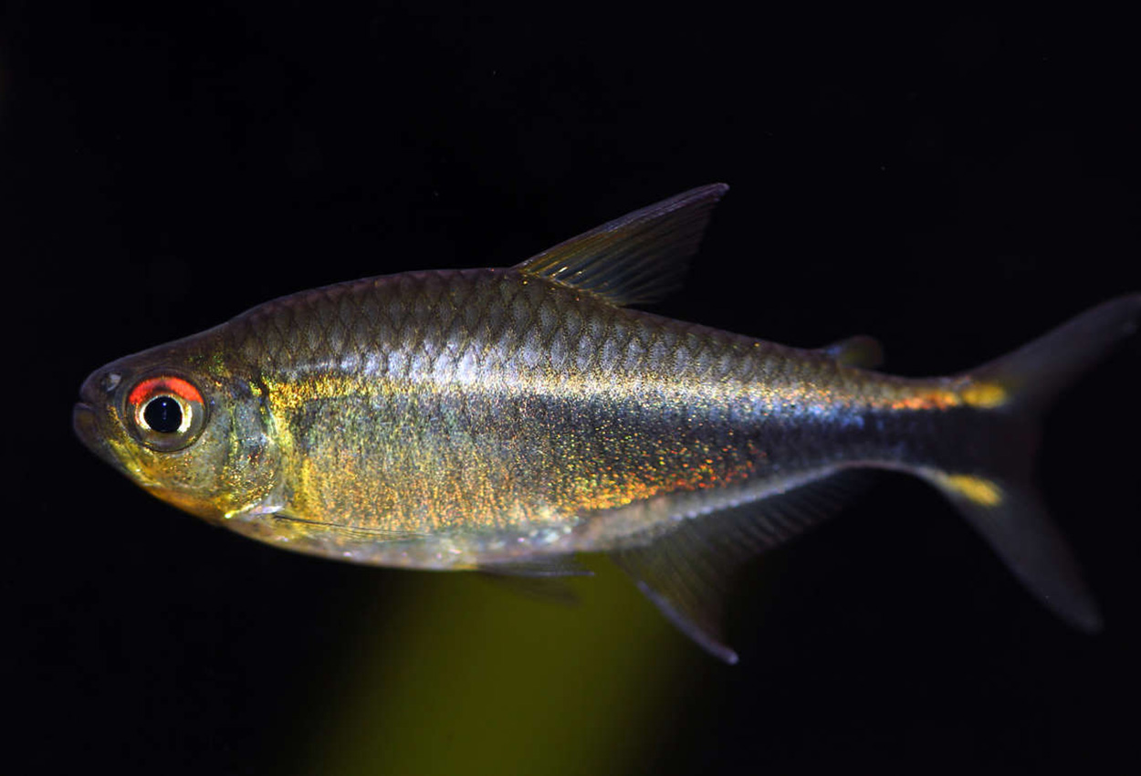 Meta tetra, lilla tetra
