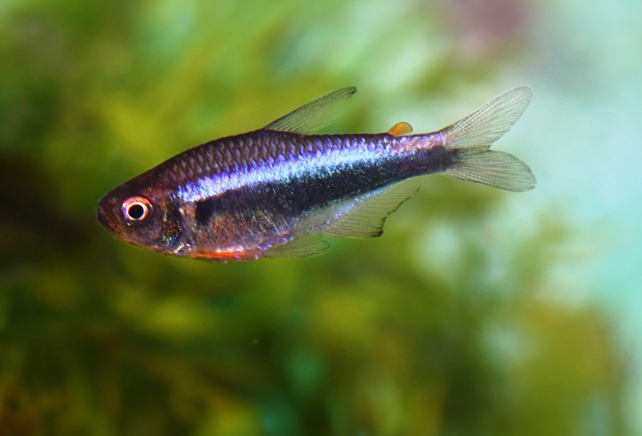 Peru tetra