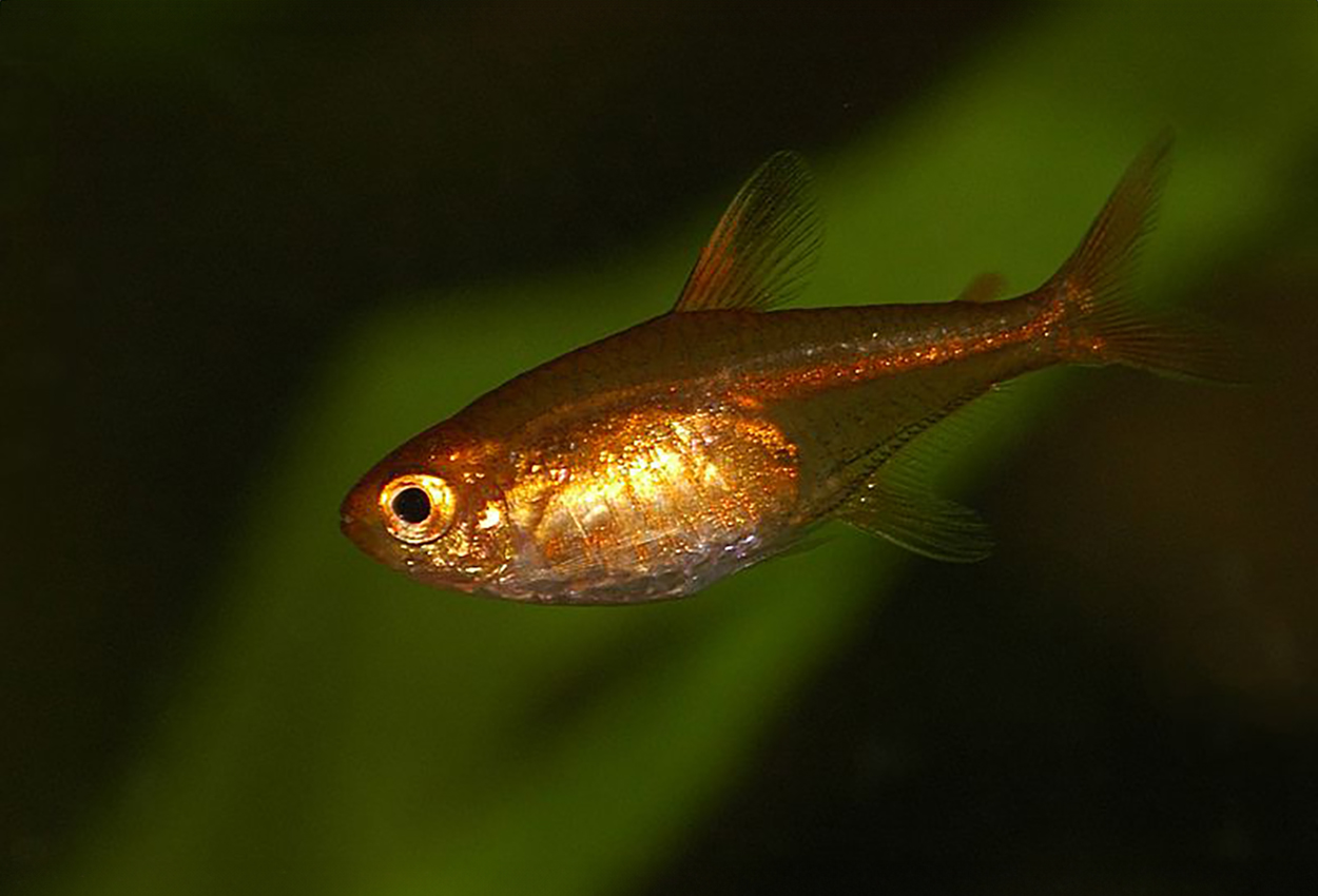 Kullglødtetra 