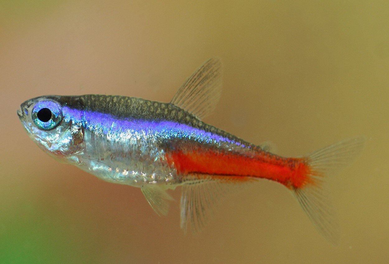 <i>Paracheirodon</i> <i>innesi</i>