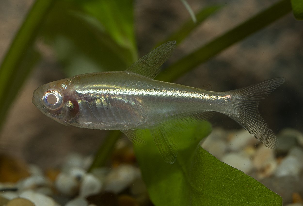 Svart neon tetra albino