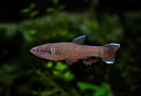 Flekk pyrrhulina