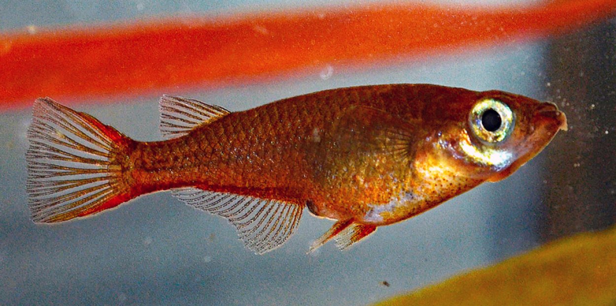 Oryzias wolasi