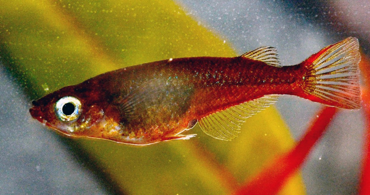 Oryzias wolasi