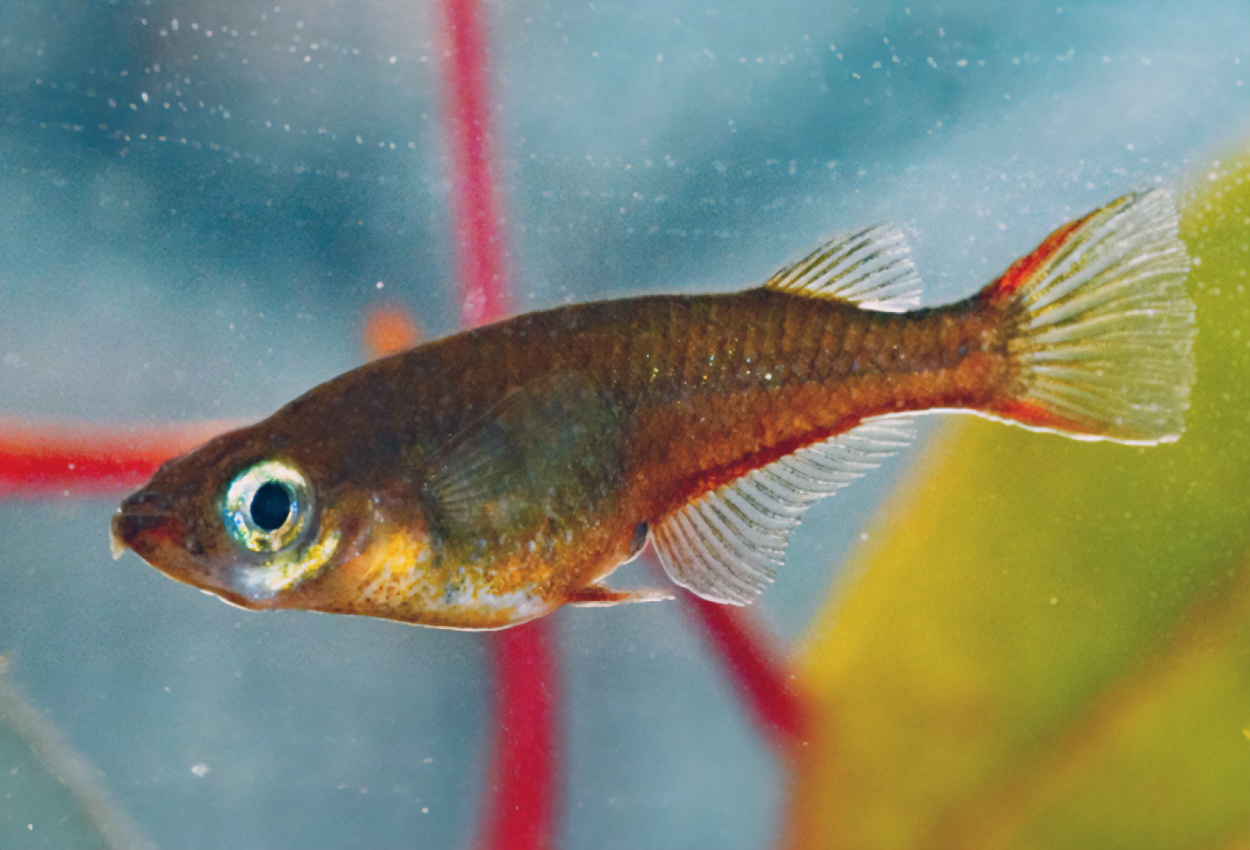 Oryzias wolasi