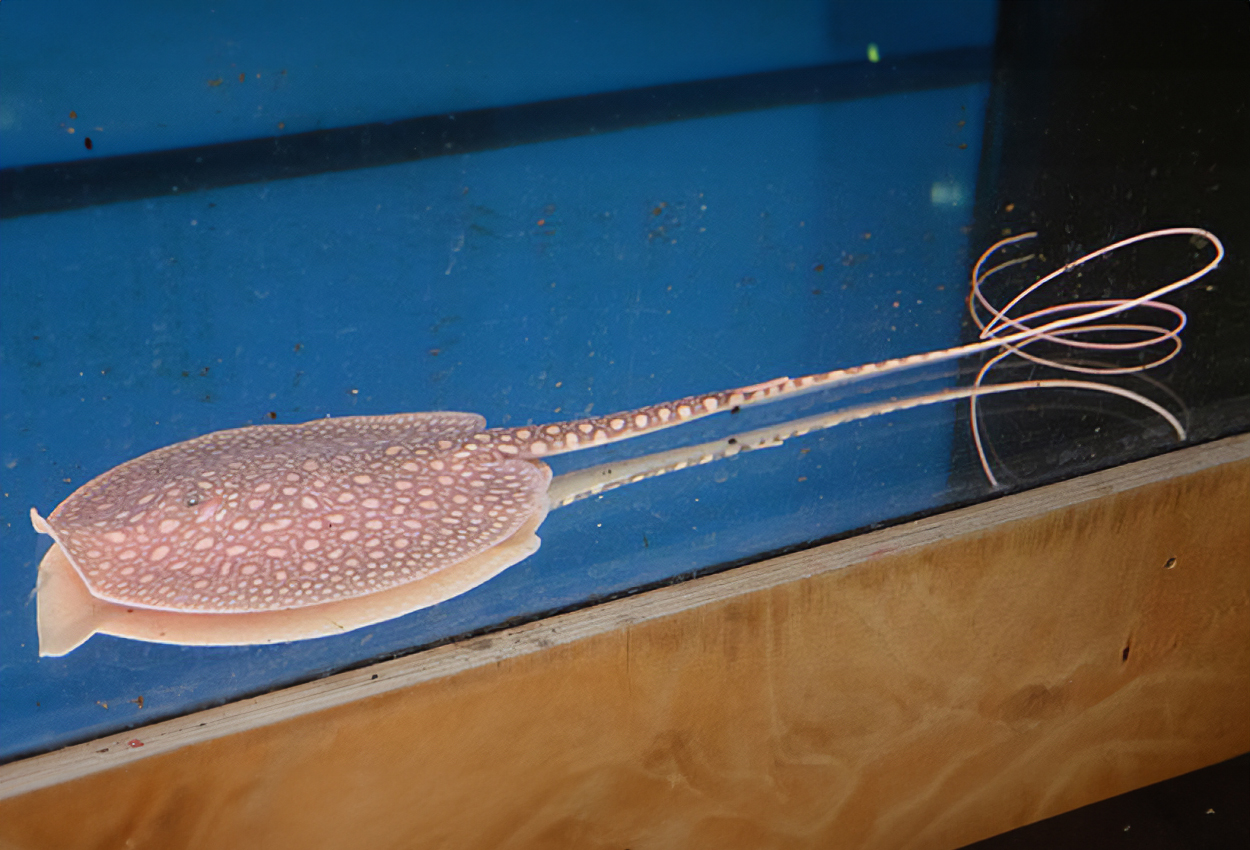 Plesiotrygon iwamae