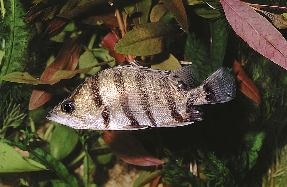 Coius quadrifasciatus