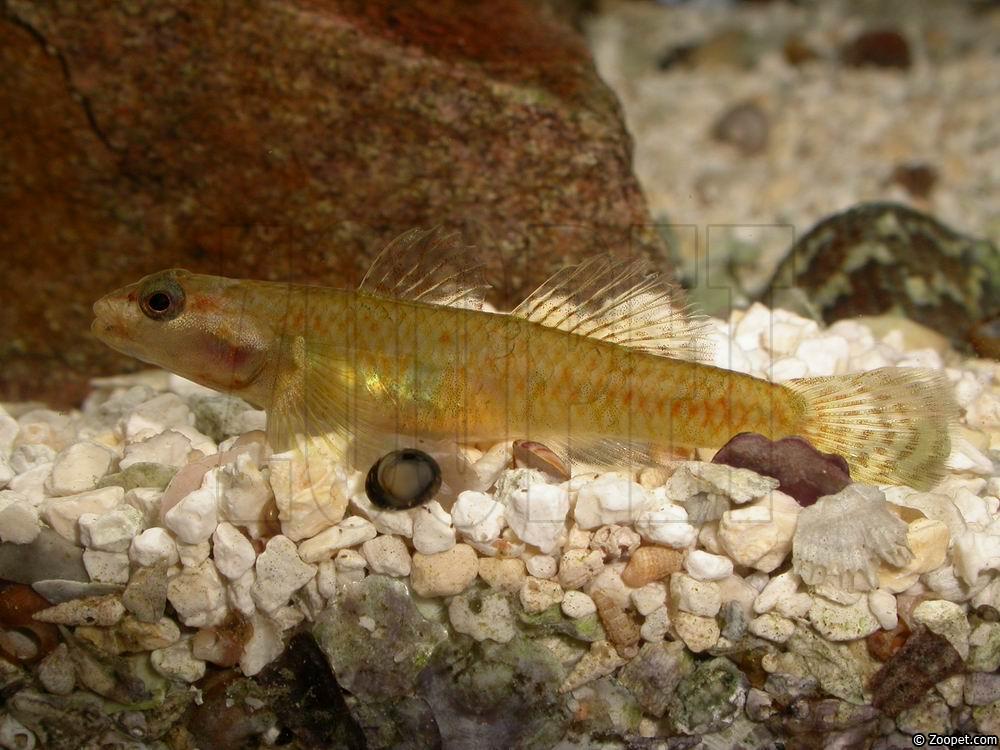Rhinogobius duospilus (hona i lekdräkt)