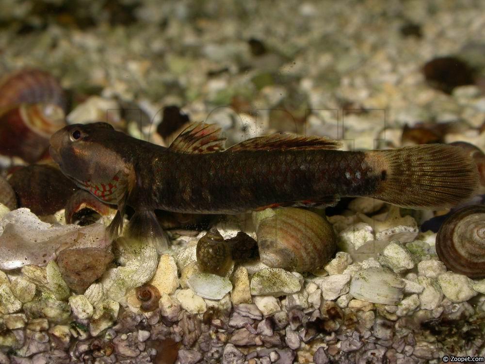 Rhinogobius duospilus (hane i lekdräkt)