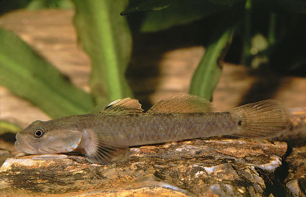 Rhinogobius duospilus
