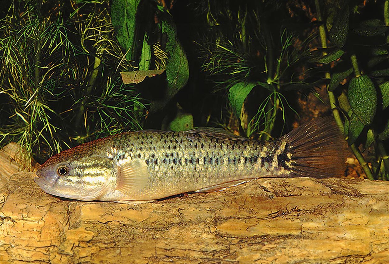 Dormitator maculatus